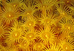 Zoanthids, Tasmania