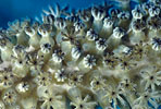 Gorgonian Coral, Caribbean
