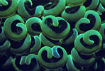 Anchor Coral, Indonesia