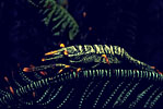 Commensal Shrimp, New Guinea