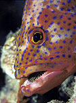 Grouper with Prey