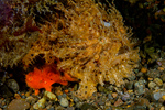Mated Frogfish, Indonesia