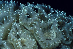 Hard Coral, Indonesia