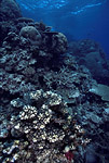 Hard Corals, Fiji