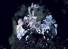 Harlequin Shrimp