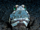 Jawfish with Eggs, St. Vincent