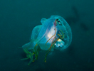 Jellyfish with Prey, Indonesia