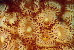 Corallimorpharians, Tasmania