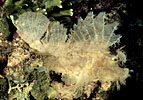 Scorpionfish, Indonesia