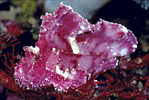 Scorpionfish, Indonesia