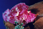 Scorpionfish with Prey