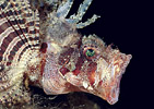 Dwarf Lionfish