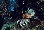 Hunting Lionfish