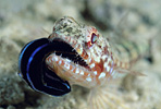 Lizardfish with Blenny