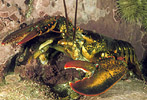 Lobster with Prey