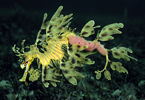 Sea Dragon with Eggs, South Australia