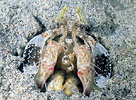 Mantis Shrimp