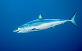 Mako Shark