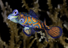 Mating Mandarinfish, Indonesia