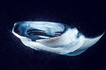 Feeding Manta