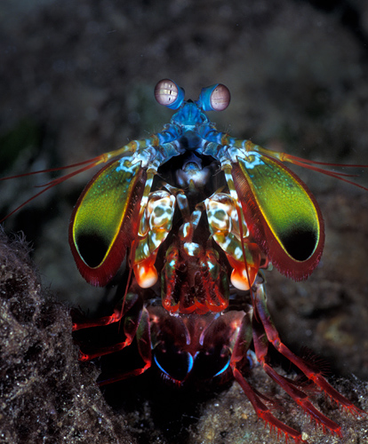 The ornate mantis shrimp, Odontodactylus scyallarus is one of the most ...