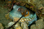 Mating Octopuses, Indonesia
