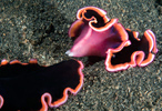 Mating Flatworms
