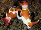 Mating Nudibranchs, Indonesia