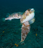 Mating Puffers, Indonesia