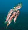 Mating Puffers, Indonesia