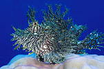Scorpionfish, New Guinea