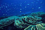Cabbage Coral, Fiji