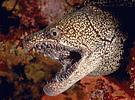 Moray Eel