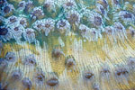 Hard Coral, Palau