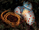 Nudibranch with Eggs, Indonesia