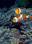 False Clown Anemonefish Indonesia