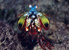 Mantis Shrimp