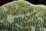 Hard Coral, Indonesia