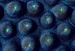 Star Coral, Caribbean