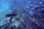 Hunting Penguin