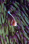 Pink Clownfish Australia