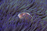Pink Clownfish Philippines