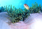 Pink Clownfish Indonesia