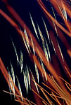 Razorfish, New Guinea