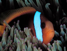 Red and Black Anemonefish, New Guinea