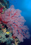 Sea Fan, Fiji