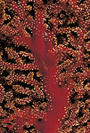 Sea Fan, New Guinea