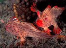 Handfish with Eggs, Tasmania