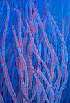 Whip Coral, New Guinea