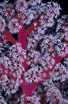 Sea Fan, Indonesia